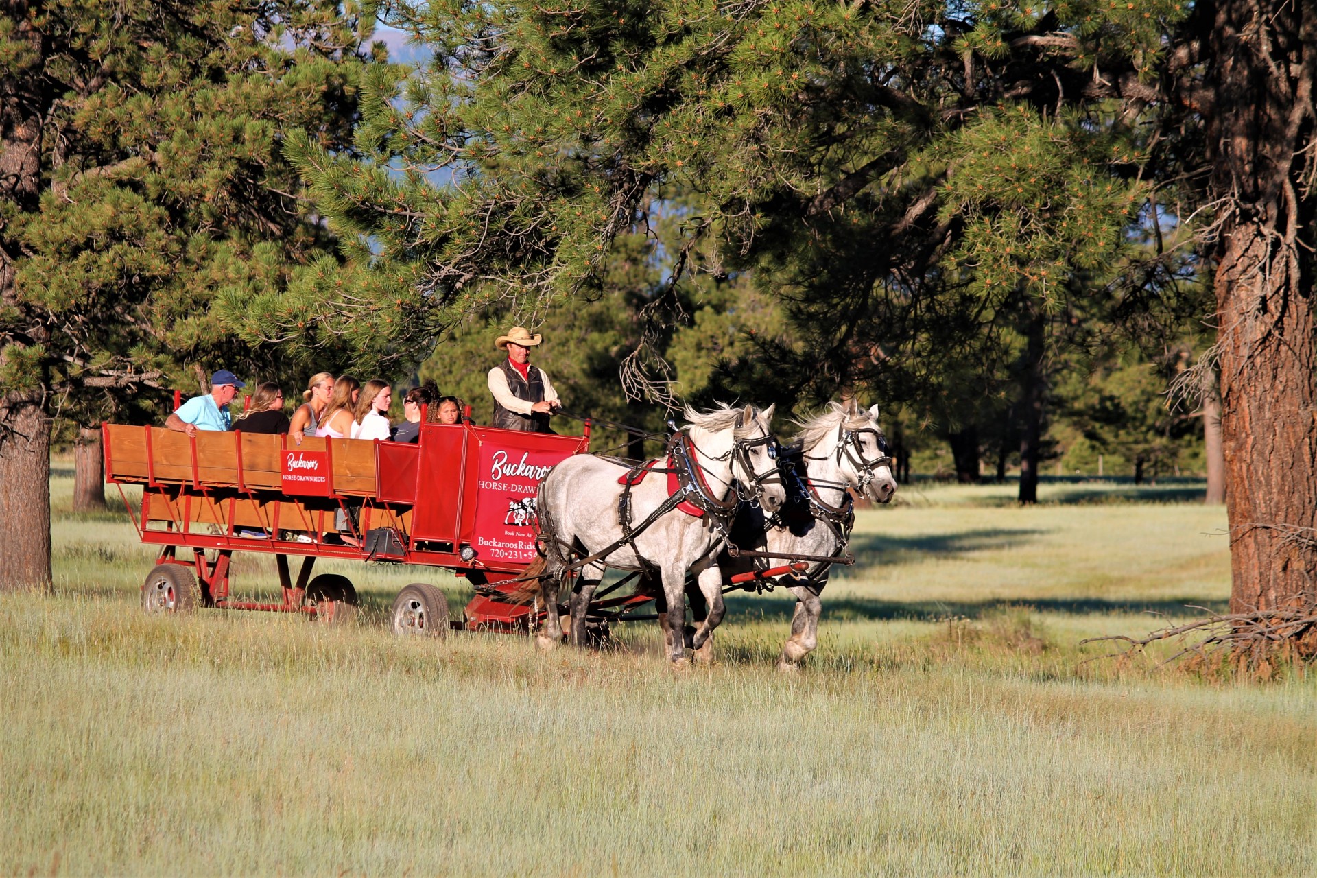 Pagosa Springs Horse-drawn Carriage Ride
